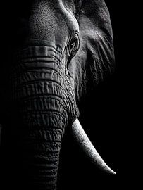 Elephant – A striking black-and-white wildlife portrait by drdigitaldesign