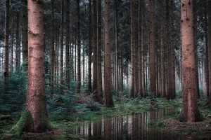 La forêt de pins sur Kees van Dongen