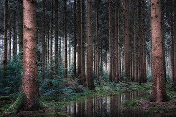 La forêt de pins