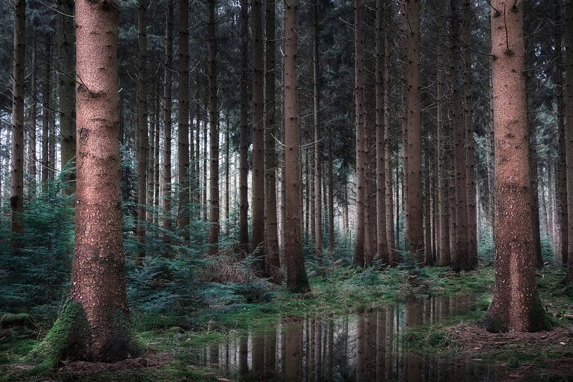 La forêt de pins par Kees van Dongen