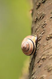 Slak van Frouwkje Fotografie