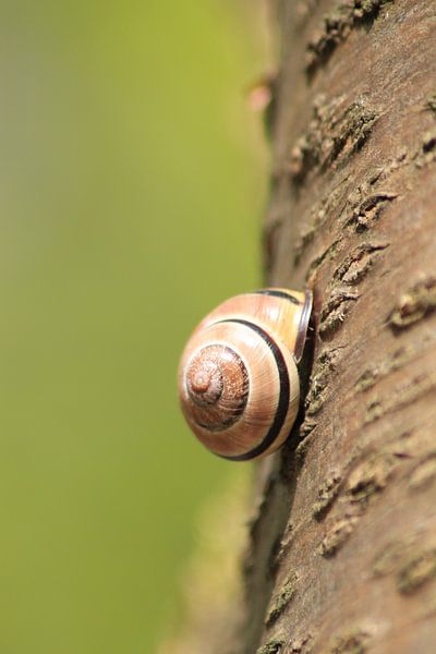 Slak by Frouwkje Fotografie