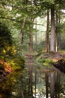 Fairy tale forest