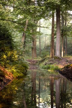 Fairy tale forest by Rob Willemsen photography