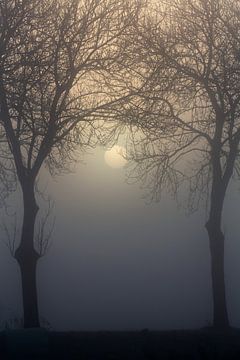 Net opkomende zon door de mist en bomen van Rene  den Engelsman