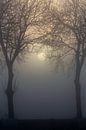 Gerade aufgehende Sonne durch Nebel und Bäume von Rene  den Engelsman Miniaturansicht