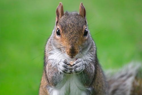 Grey Squirrel Enjoying an Almond