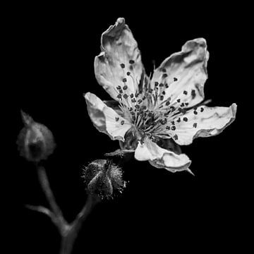 Bloeiende bloem zwart-wit van Arendina Methorst