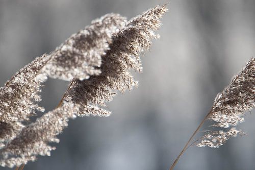 Riet Langs Het Water #2