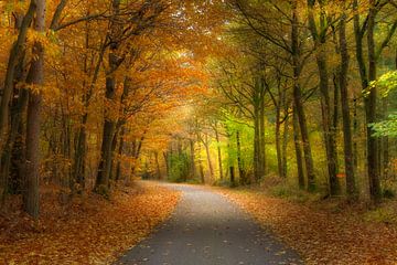 Herfstkleuren in het bos. van Hans Buls Photography
