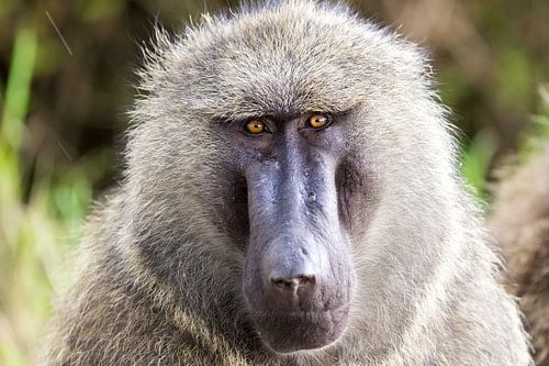 Pavian im Regen im Dschungel in Uganda