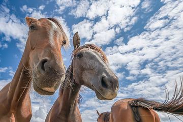Paarden close up van Peter Beks