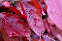 Feuilles sous la pluie