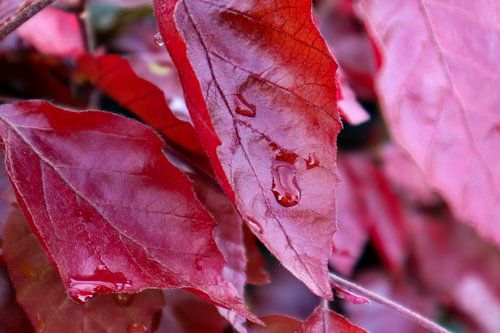 Bladeren in de regen