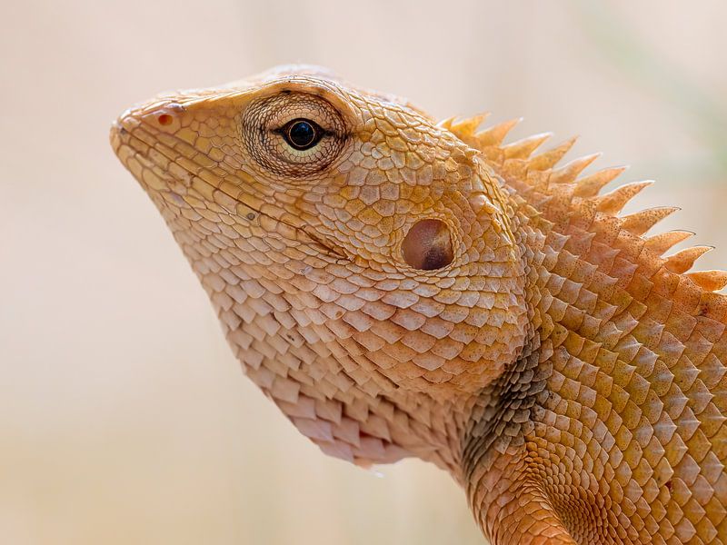 Tête de Agame arlequin (Calotes versicolor) par Laurens de Waard