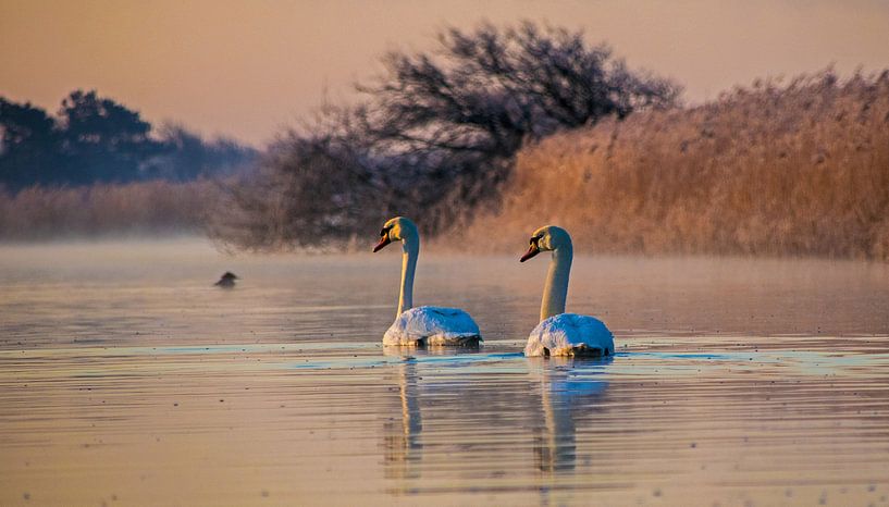Knobbelzwanen. by Robert Moeliker