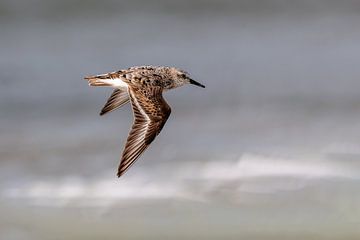 Drieteenstrandloper (Calidris alba) van Dirk Rüter