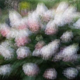Blühende Rispenhortensie, gefangen in einem Traum von Charlotte Serrarens