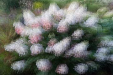 Flowering panicle hydrangea caught in a dream by Charlotte Serrarens