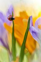 Ladybird between the crocuses