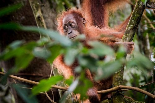 orang oetan, orang utan