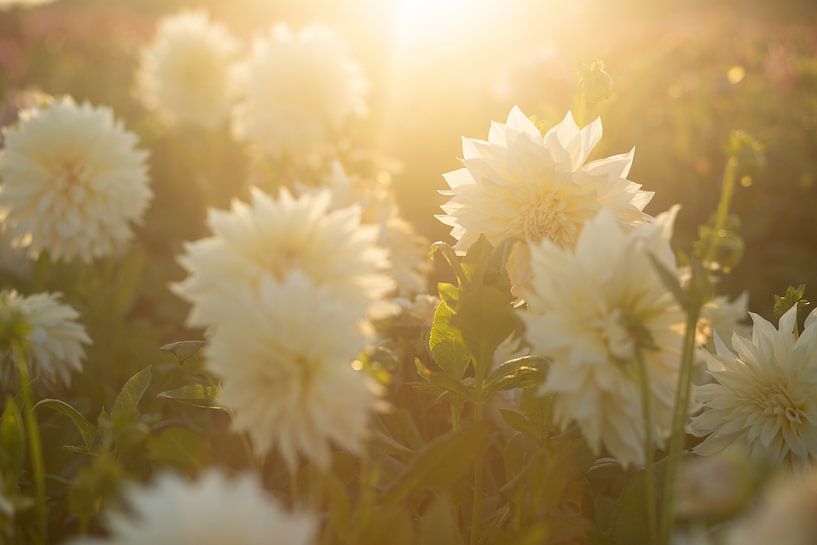 Grandes fleurs blanches de Dahlia dans un champ au coucher du soleil par Margriet Hulsker