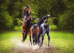Young Stallions by Carola Meyer