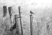 Black Redstart on Farmyard