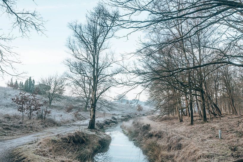 Winter in Wolfheze - Veluwe, Netherlands, Pastel colours by Wandeldingen