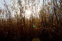 Reed against blue background with solar flare