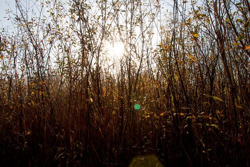 Reed against blue background with solar flare