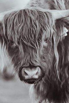 Schotse Hooglanders in de Nederlandse Duinen van Anne Zwagers