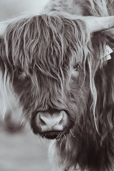 Scottish Highlanders in the Dutch Dunes by Anne Zwagers