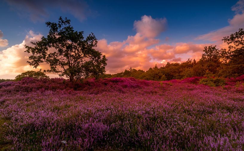 Flowering Heath 3 by peterheinspictures