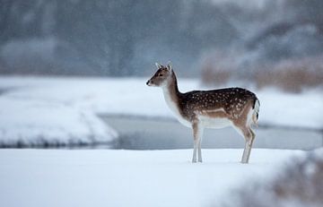 Fallow deer  by Menno Schaefer