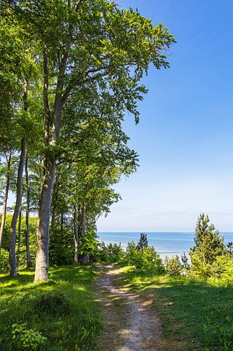 Hiking trail on the cliffs near Bansin on the island of Usedom