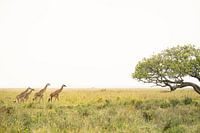 Giraffenwandeling in Tanzania