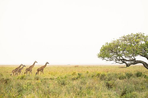 Giraffe walk in Tanzania