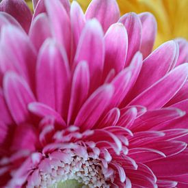 Gerbera van JacQ