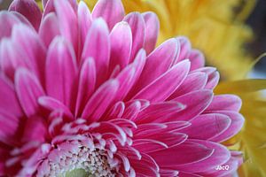 Gerbera sur JacQ