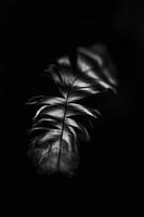 Veer, abstract, zwart wit, natuurfotografie