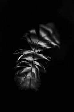 Feather, abstract, black and white, nature photography by Heidi van Boxtel