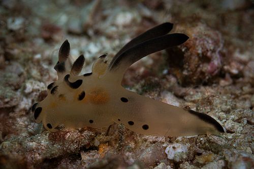 Zeeslakken @ Komodo, Indonesie