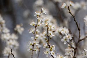 Weiße Blüte