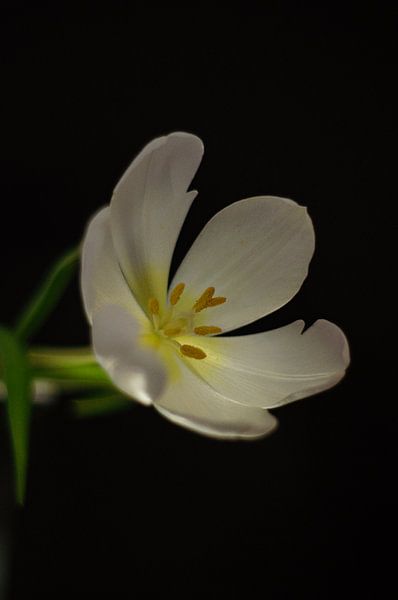 Tulip in bloom by tolitoy creations