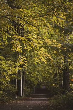 Raspaillebos in schitterende herfstkleur, België van Imladris Images