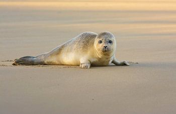Verlegen Gewone Zeehond