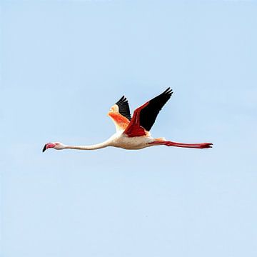 Fliegender Flamingo von Patrick Haleyt Photography