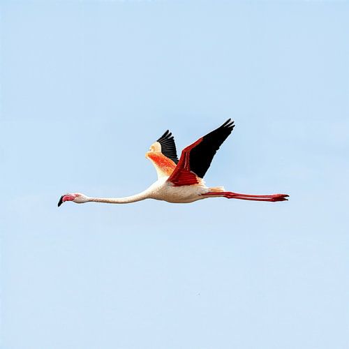 Vliegende flamingo van Patrick Haleyt Photography