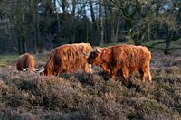 Scottish Highlanders graze at ease
